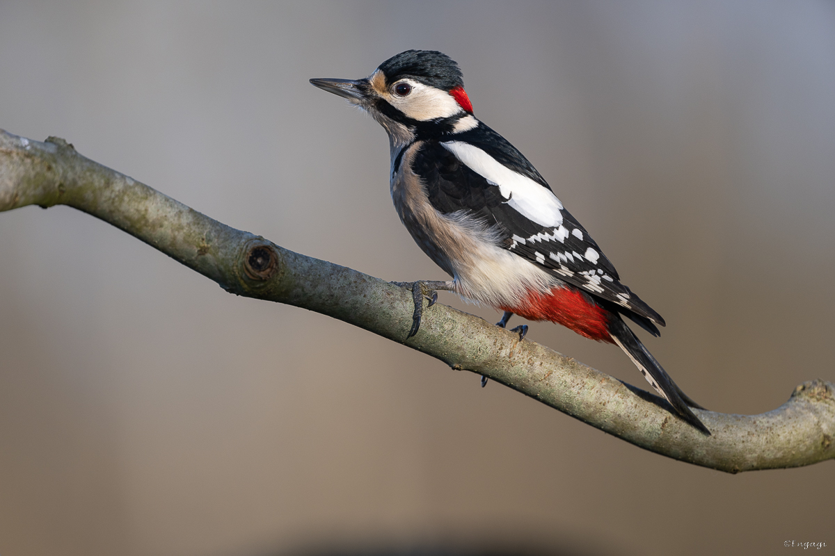 DSC_7946.jpg