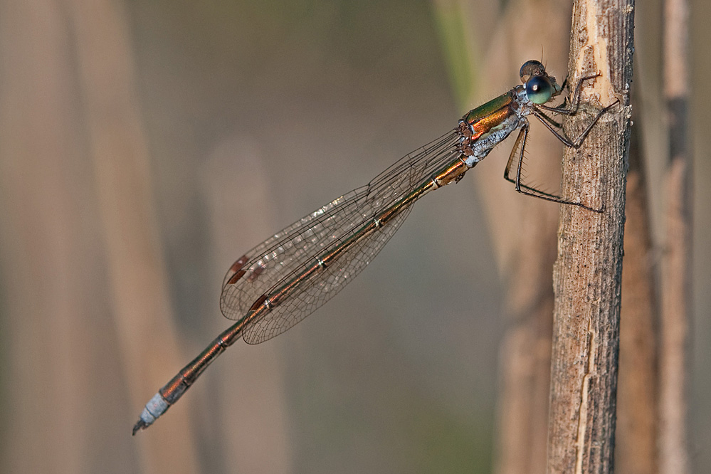 web-virens.jpg