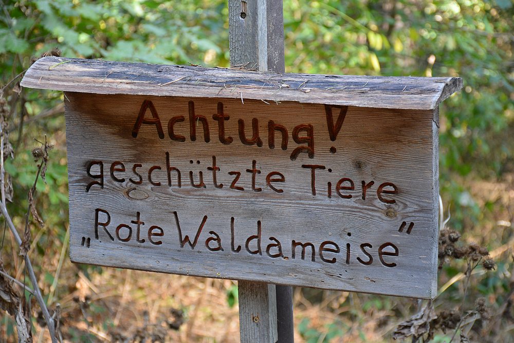 RoteWaldameise.jpg