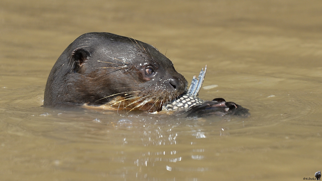 Riesenotter verspeist Fisch