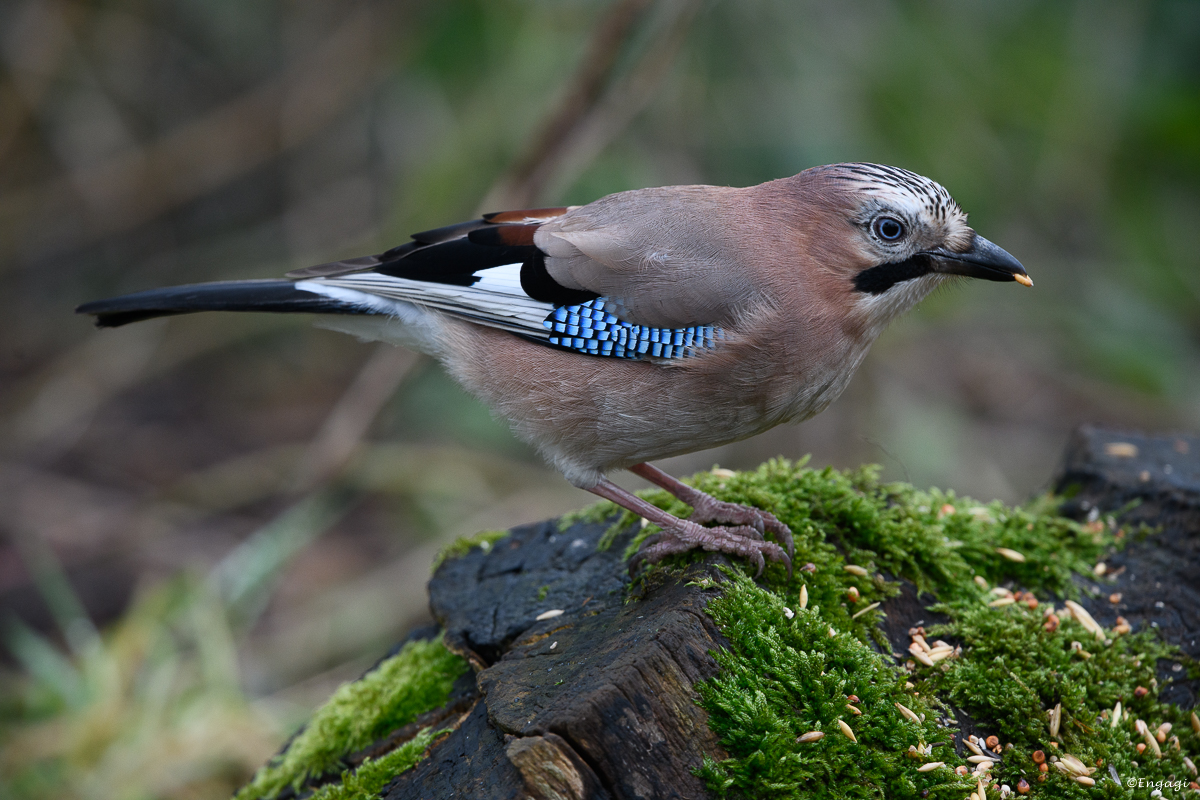DSC_8071.jpg