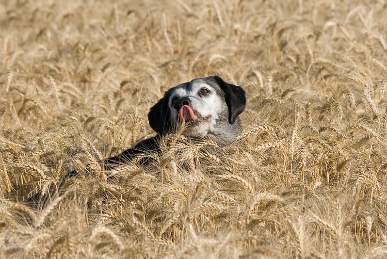 frösche-und-tami-im-feld-25-Kopie.jpg