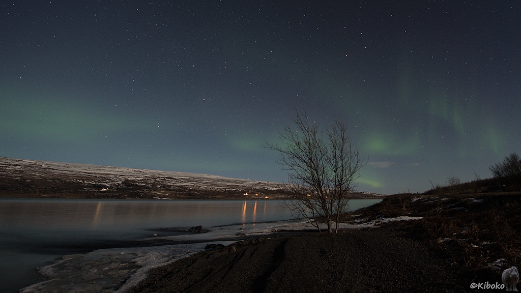Ein grünes Polarlicht verteilt sich über einen See. Der Seespiegel schimmert grün.