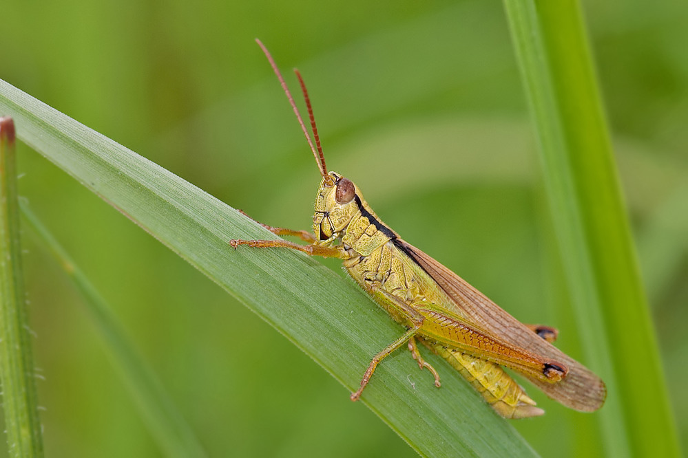 web-parapleurus-singen-gbhf-100811.jpg