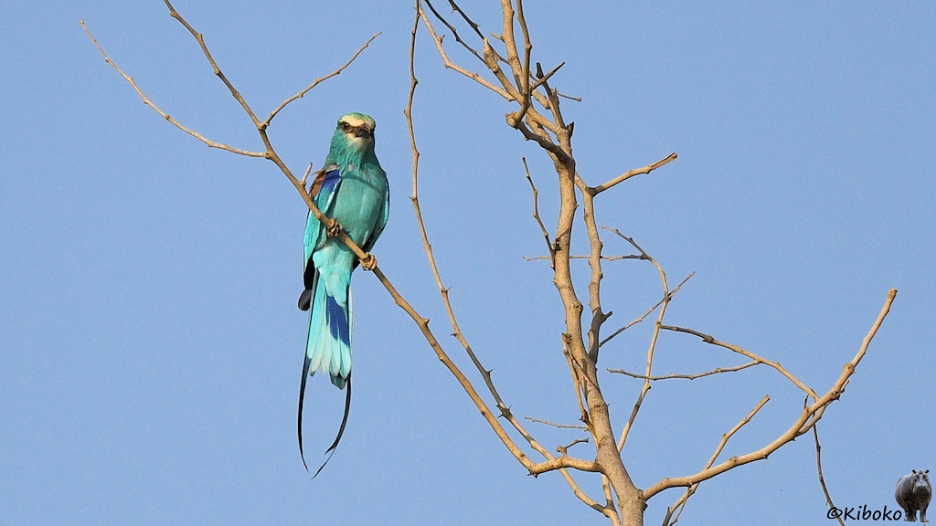 Das Bild zeigt einen blauen Vogel mit weißer Stirn und weißer Kehle und zwei langen Schwanzfedern auf einen blattlosen Baum.