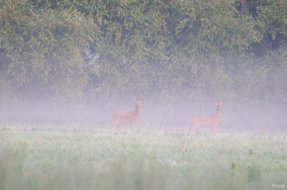 Rehe_0020.jpg
