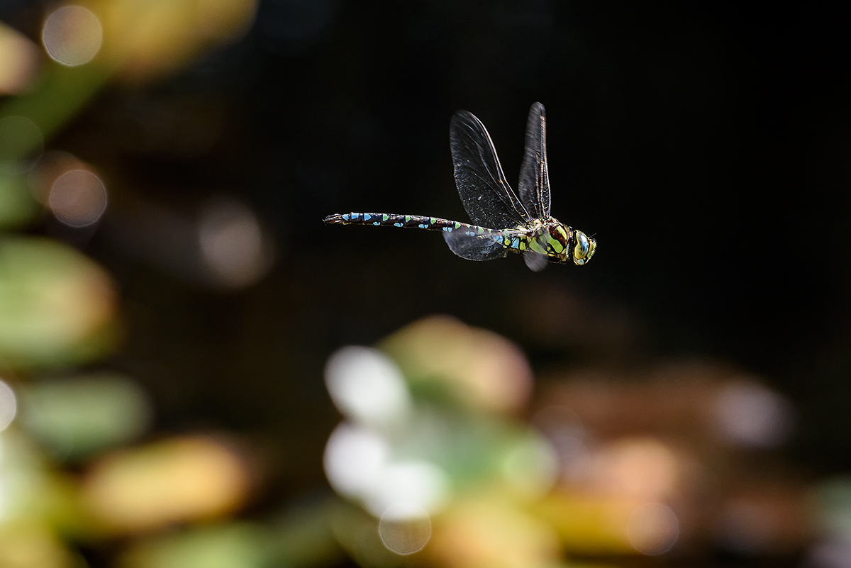 20170905_D810_0291vNF.jpg