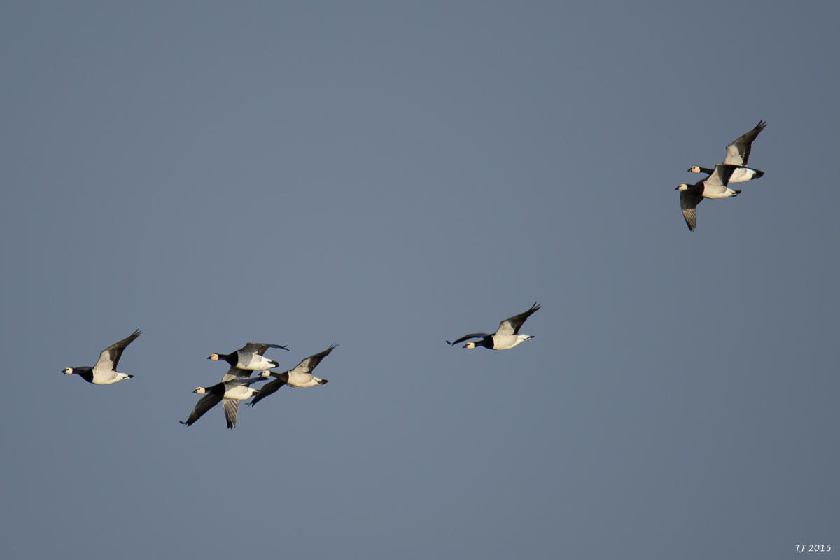 DSC_1671.jpg