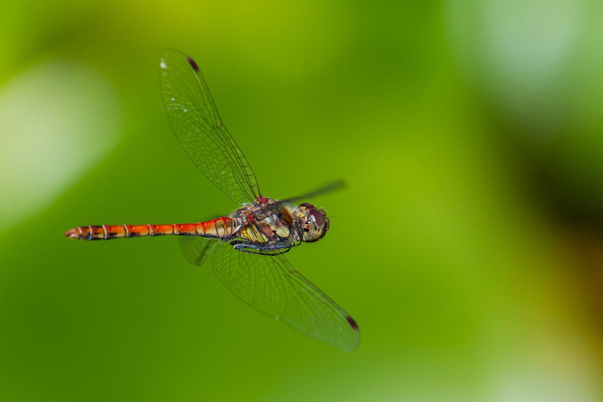 20260904_NZ9_0867_DPXNF.jpg