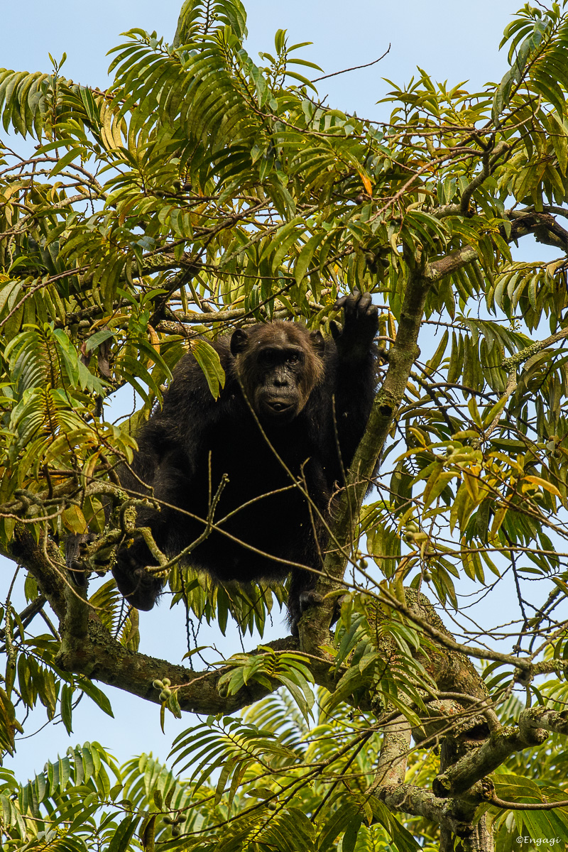 Uganda%201242.jpg