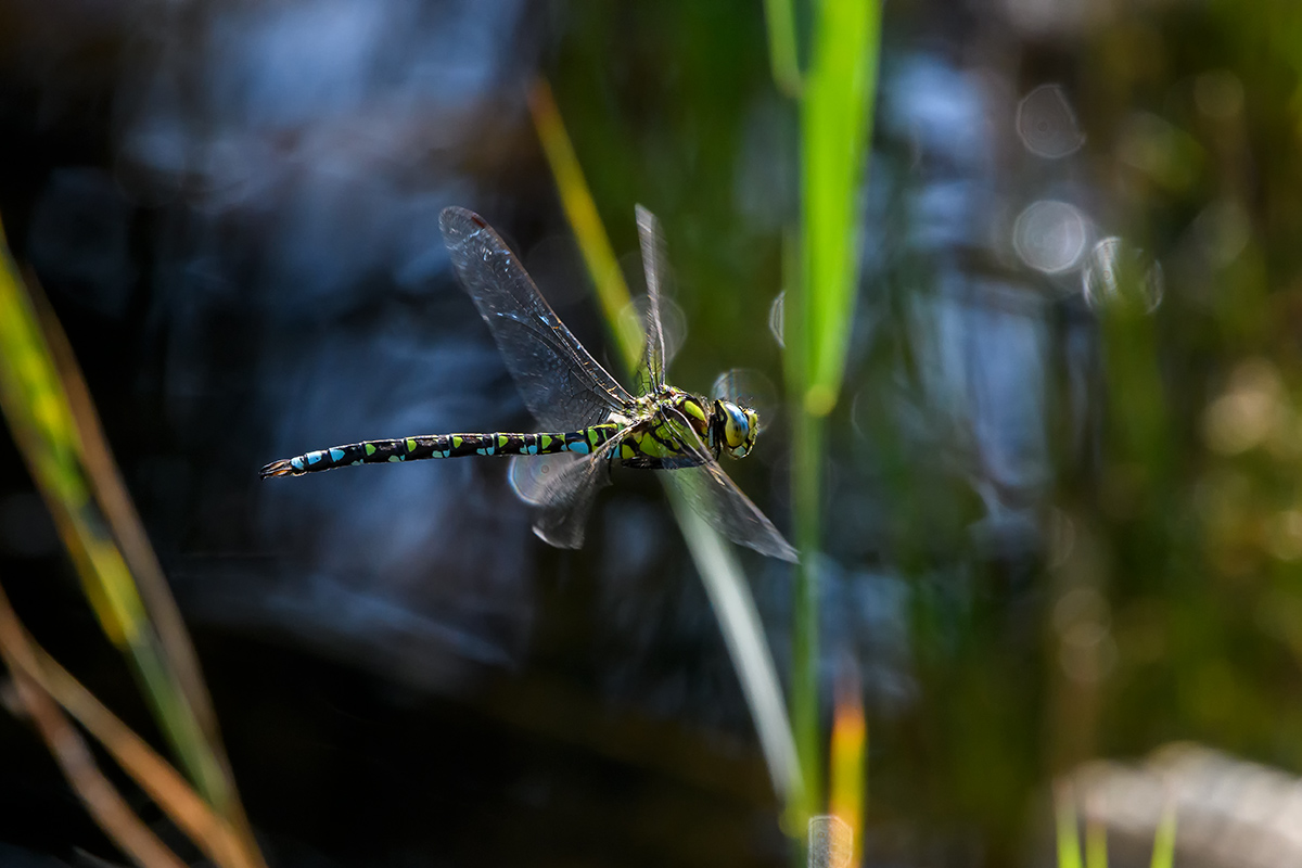 20180910_D500_0694NF.jpg