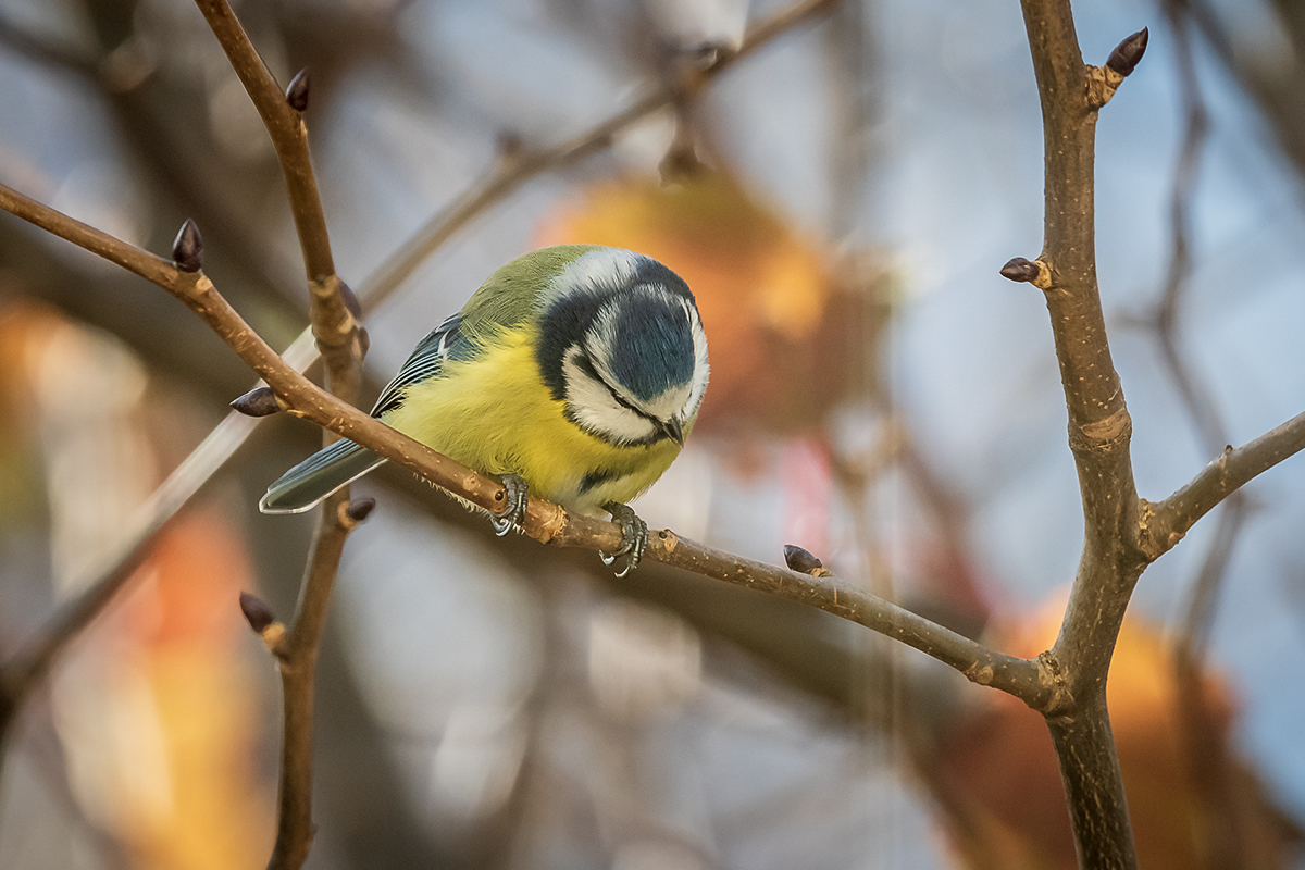 20201120_D500_2241NF.jpg