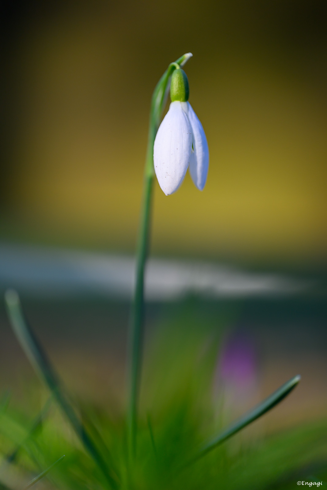 DSC_6557.jpg