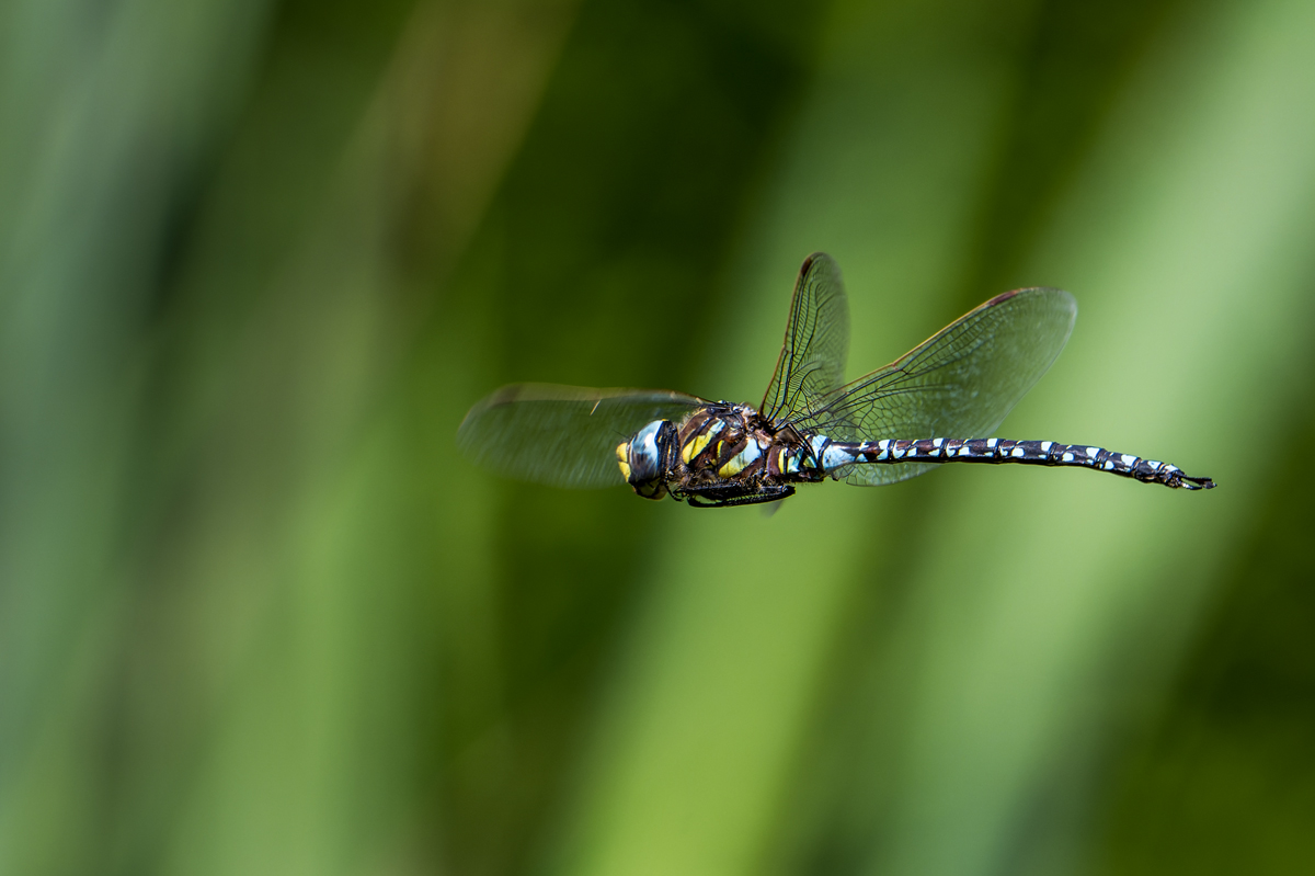 20250825_NZ9_4347_DPNF.jpg