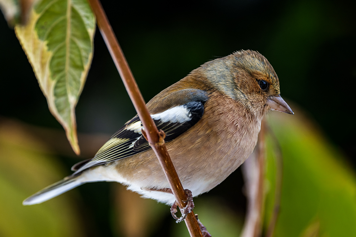 20231127_NZ9_3377_DPNF.jpg