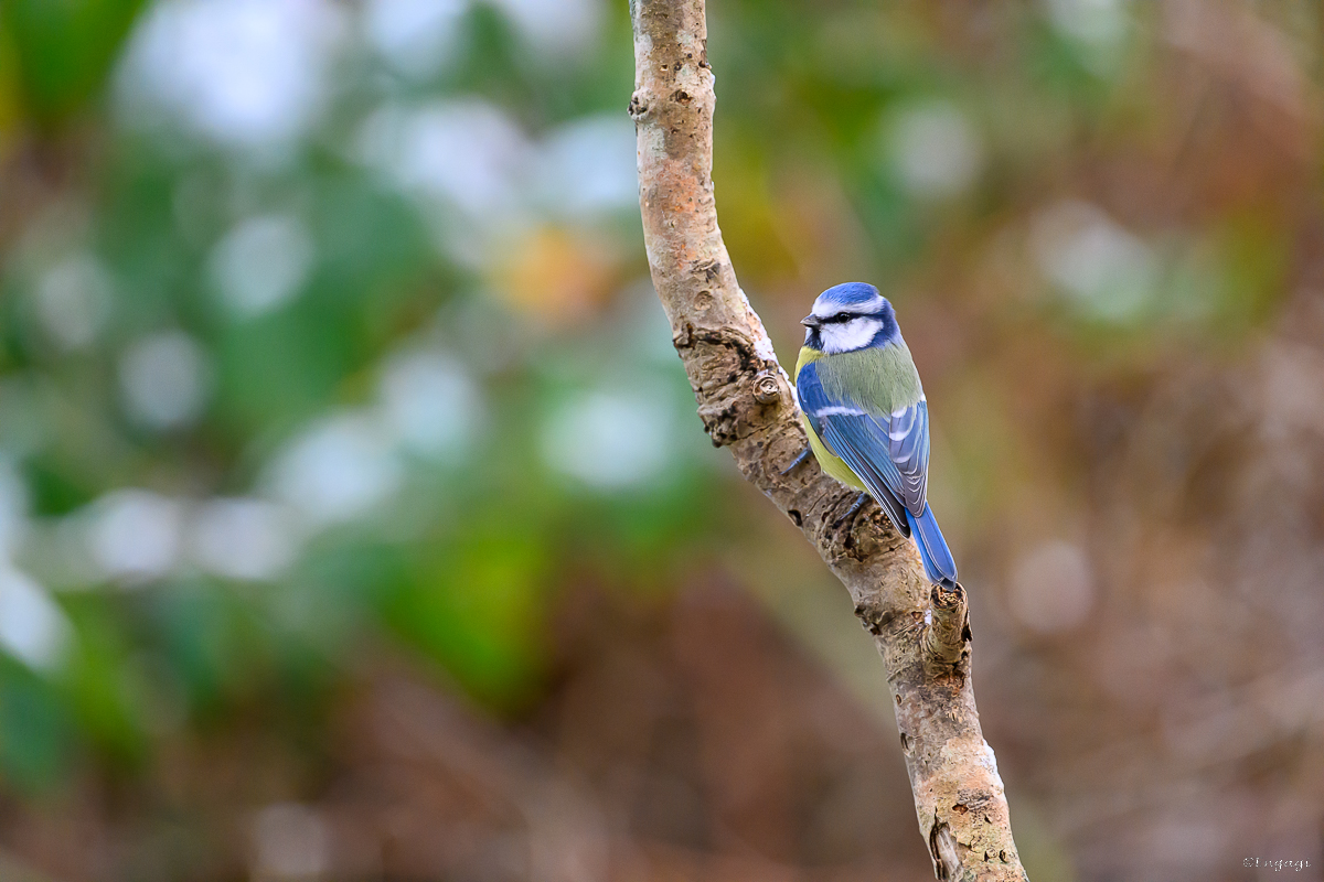 DSC_6777a.jpg