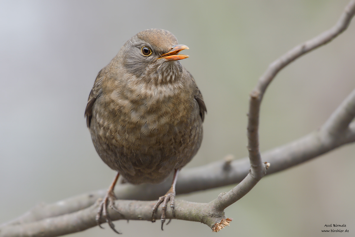 20130317_0055_NX_1200Px.jpg