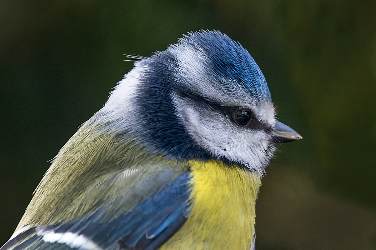 20230317_NZ9_0979v_DPNF.jpg