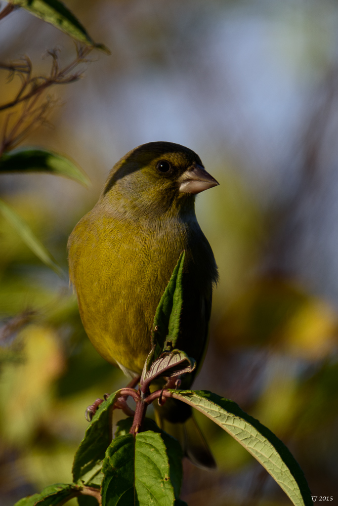 DSC_1274.jpg