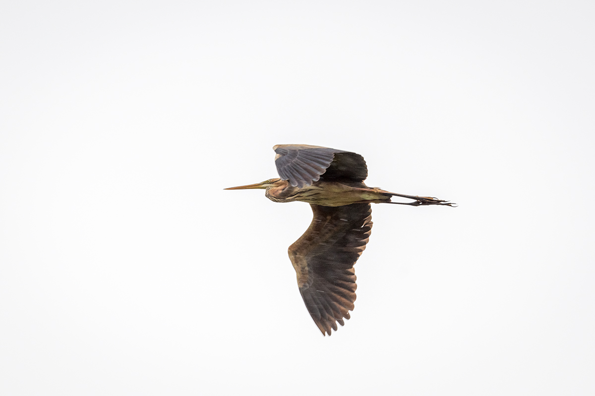 20210610_D850_1234NF.jpg