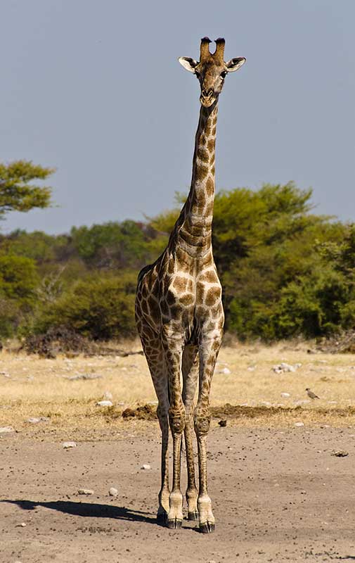 namibia_giraffe_2.jpg