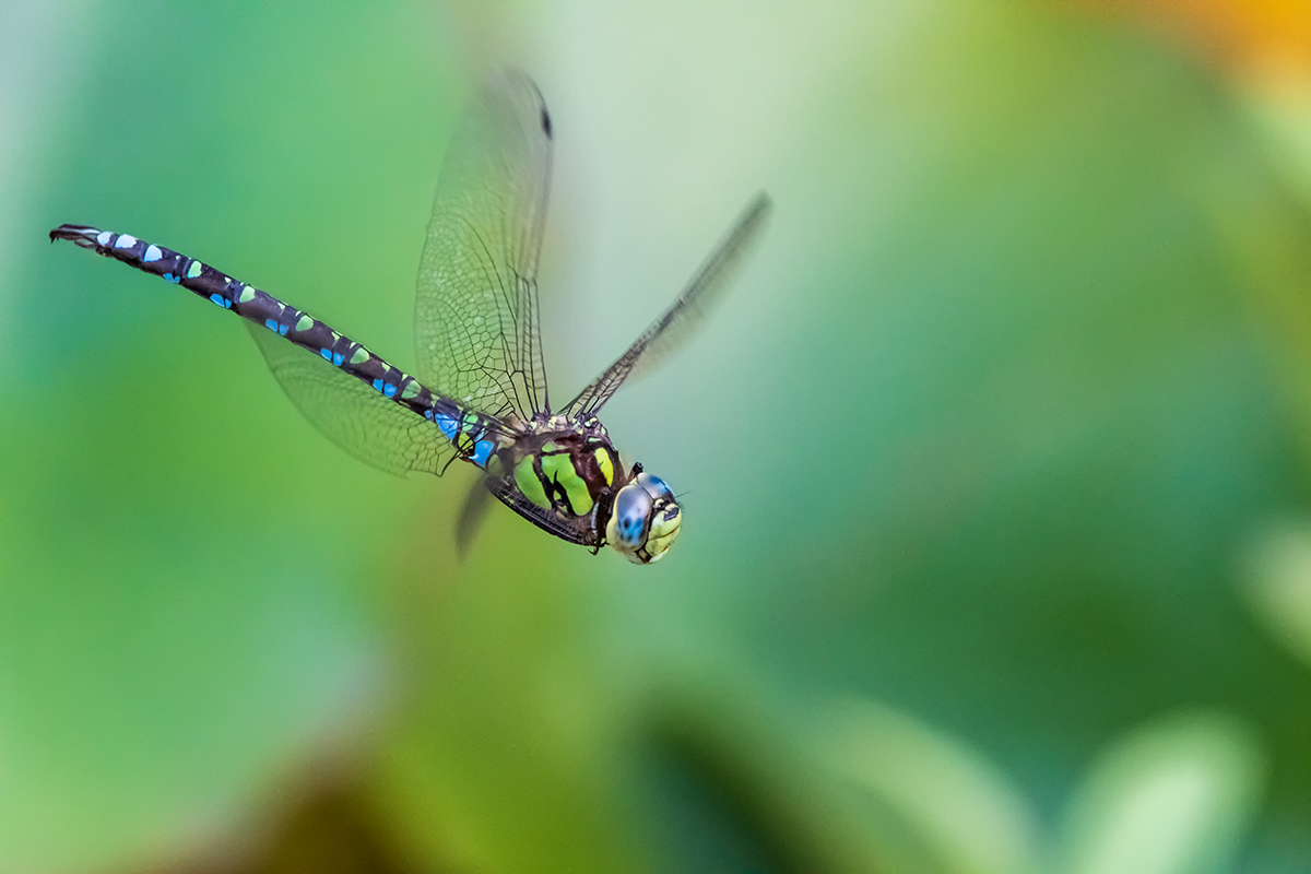 20200911_D500_1170NF.jpg