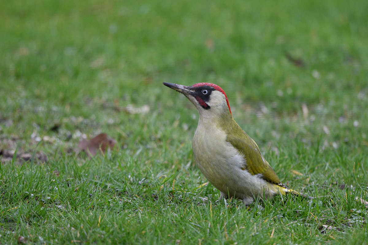 DSC_4126.jpg