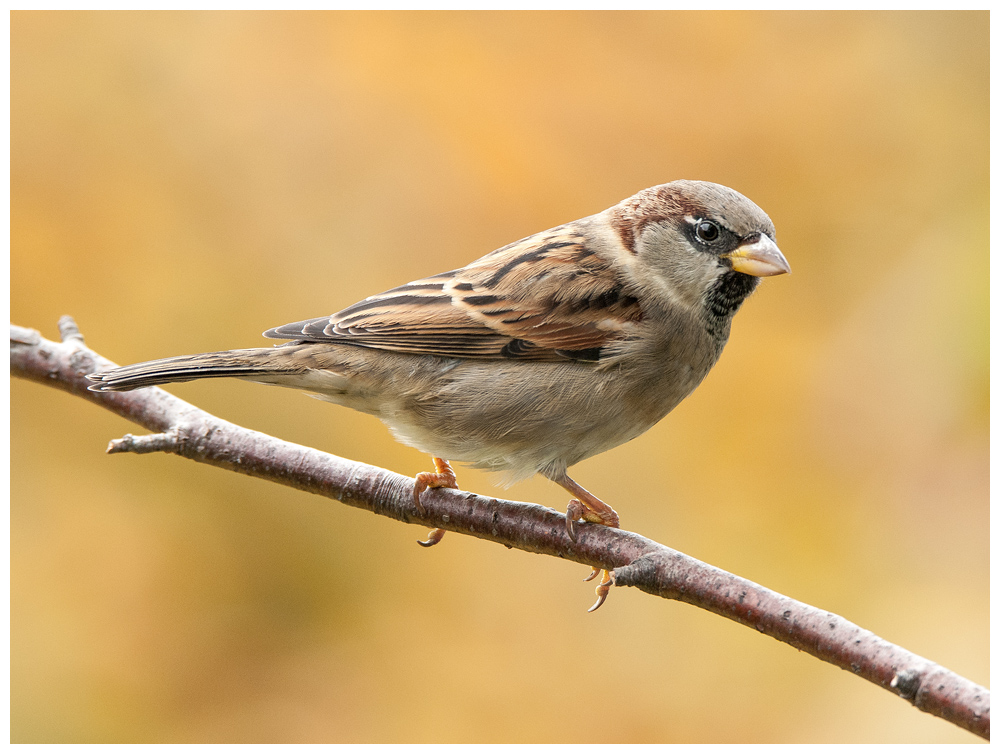 Spatz008fc.jpg
