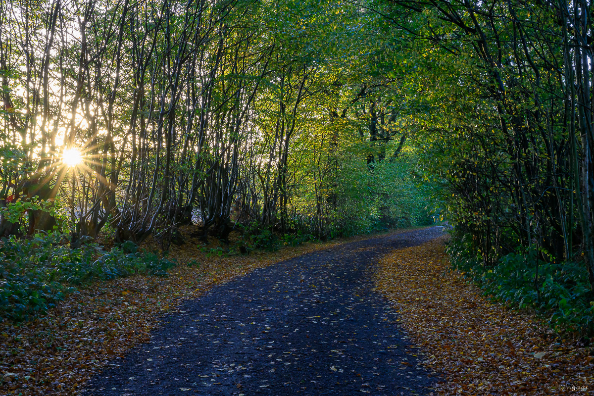 DSC_3530.jpg