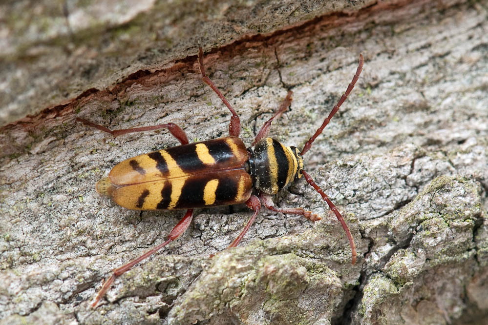 Pl_detritus_reute_130614_3.jpg