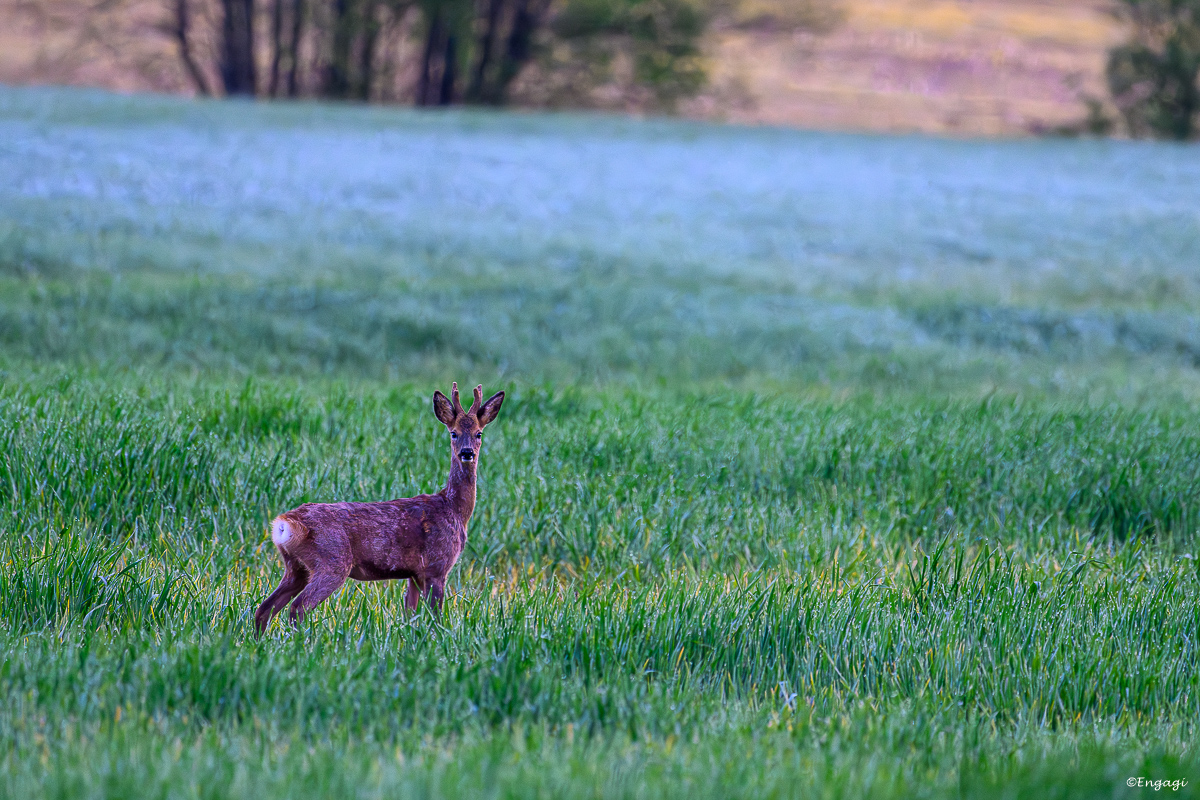 DSC_3563.jpg