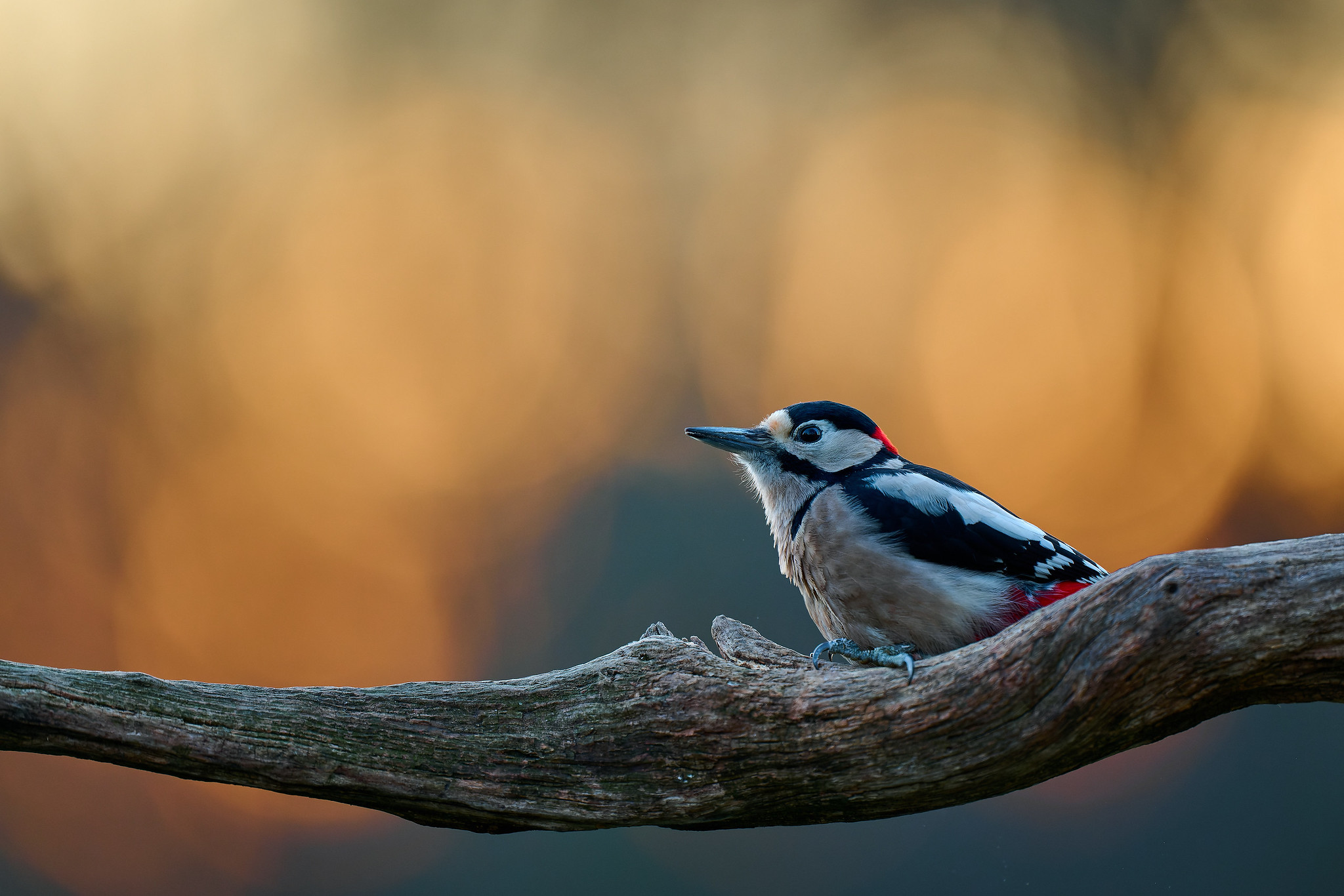 DSC_4500-NEF_DxO_DeepPRIME-X4.jpg
