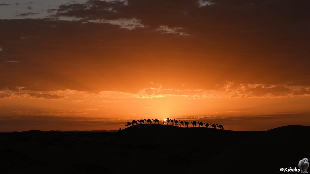 Das Bild zeigt eine Weitwinkelaufnahme der Karawane von der Seite mit der untergehenden Sonne über der Düne. Hinter der Düne ist ein oranger Streifen am Himmel.