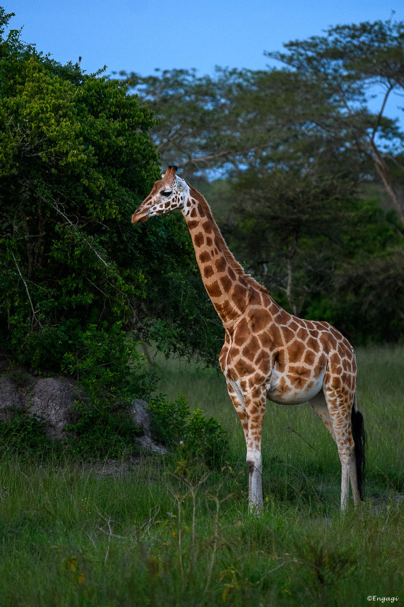 Uganda%202518.jpg