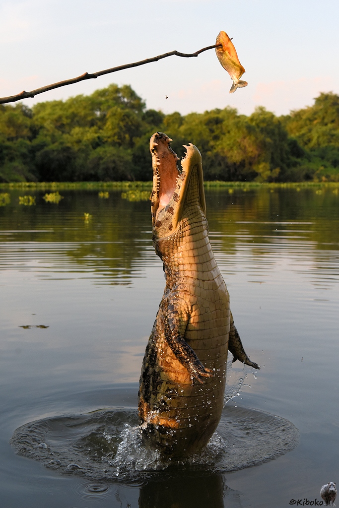 Der Kaiman ist bis zu den Hinterfüßen aus dem Wasser und verfehlt den Fisch