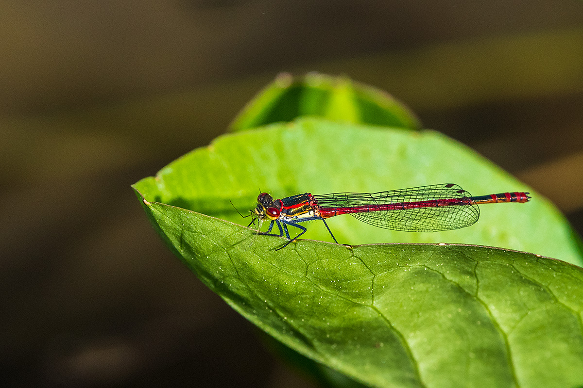 20180506_D500_0470NF.jpg