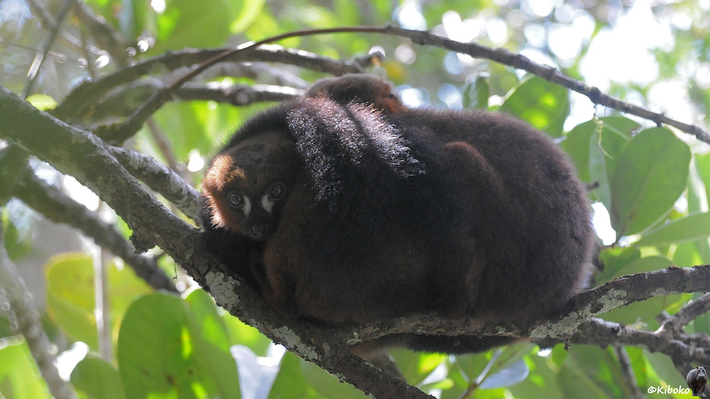 Zwei rötliche Lemuren kuscheln auf einem Ast uner einem grünen Blätterdach. Ein Lemur zeigt sein Gesicht mit zwei markanten weißen Flecken auf den Wangen.