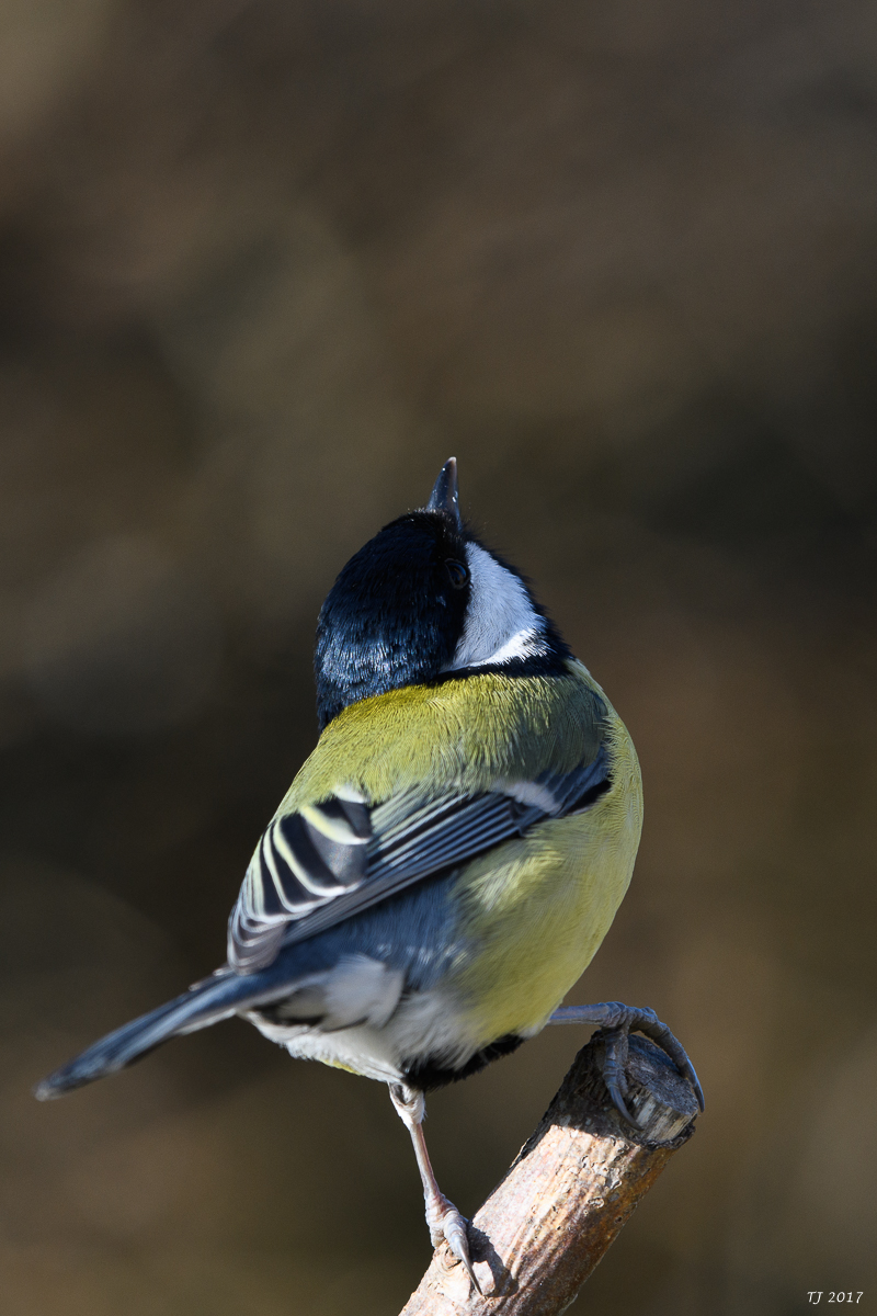 DSC_0720.jpg