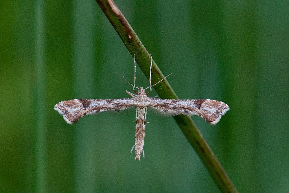 platyptilia_gonodactyla.jpg