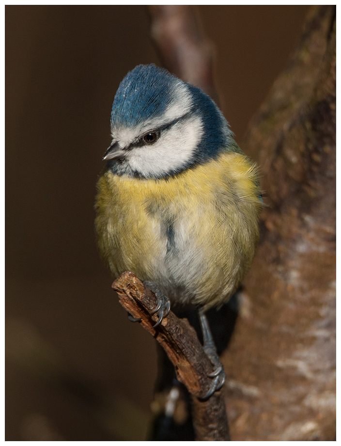 Blaumeise066.jpg