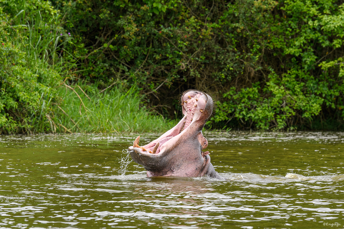Uganda%202338.jpg