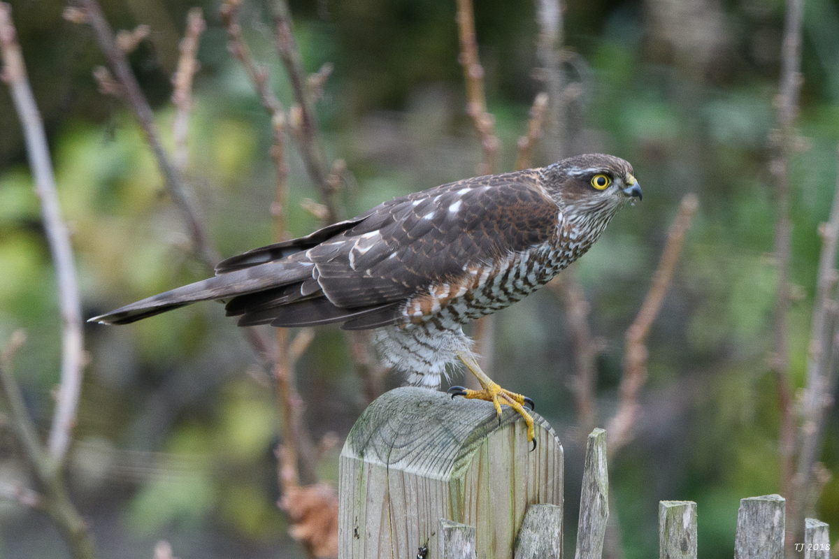 DSC_6828.jpg