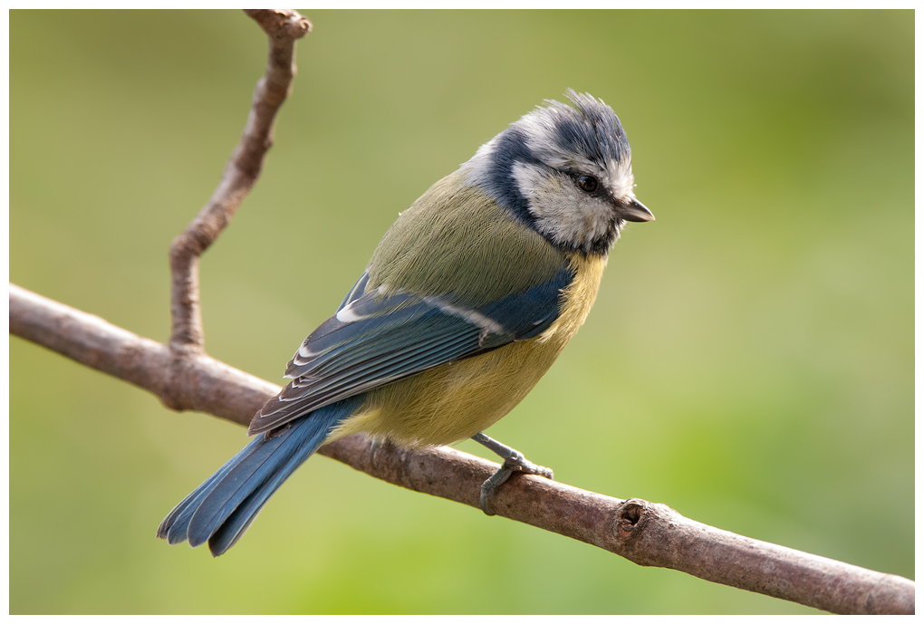 Blaumeise046.jpg