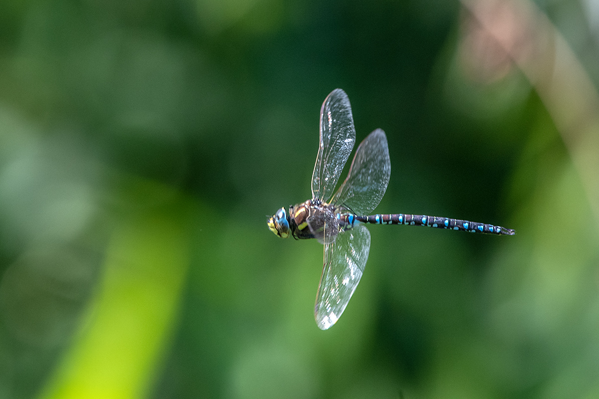 20180808_ND5_0654NF.jpg