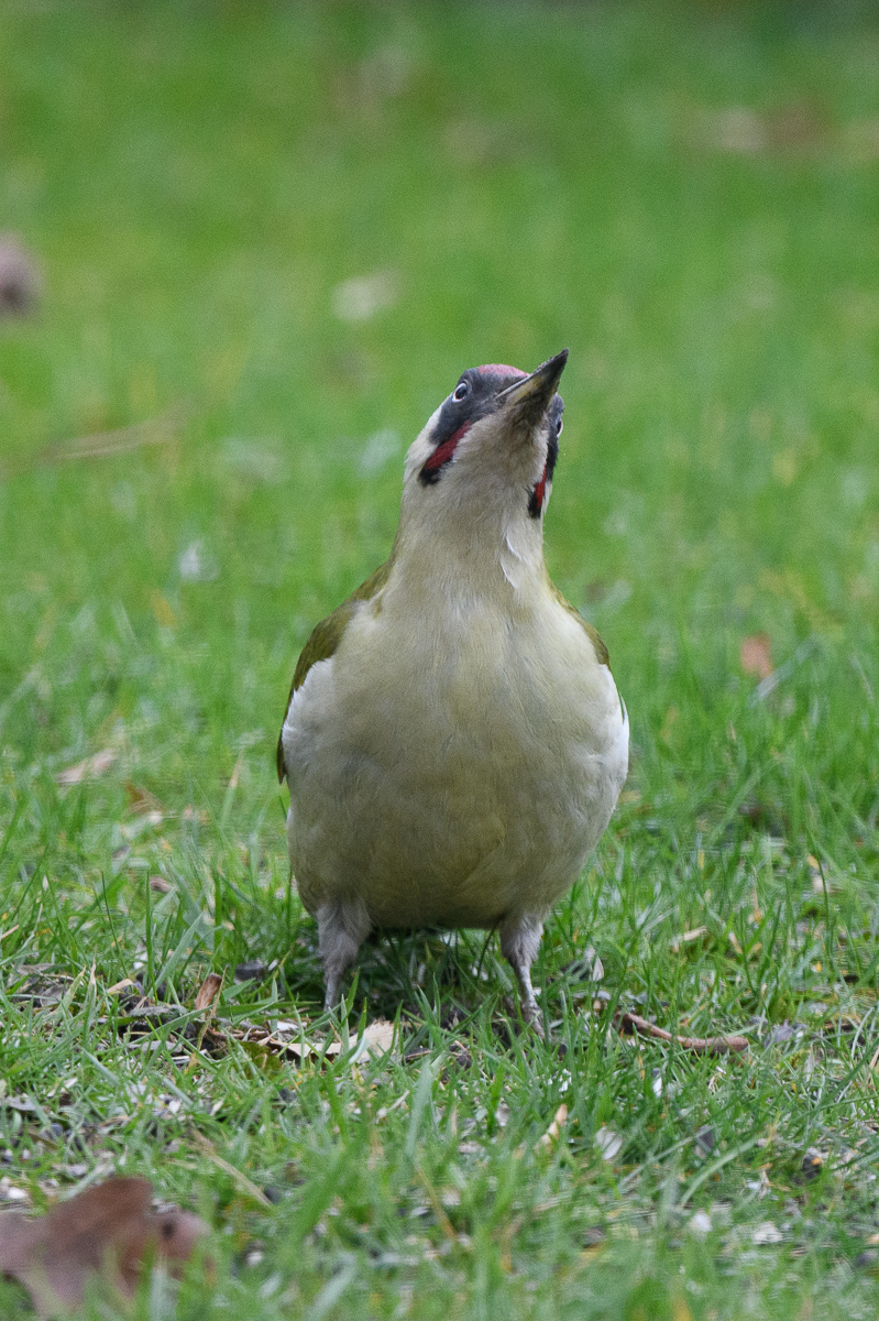 DSC_4116.jpg