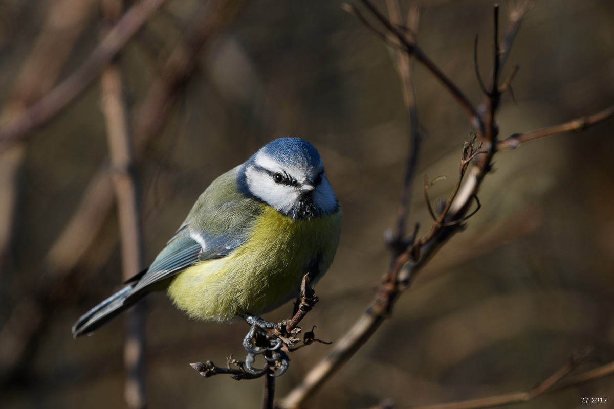 DSC_0742.jpg