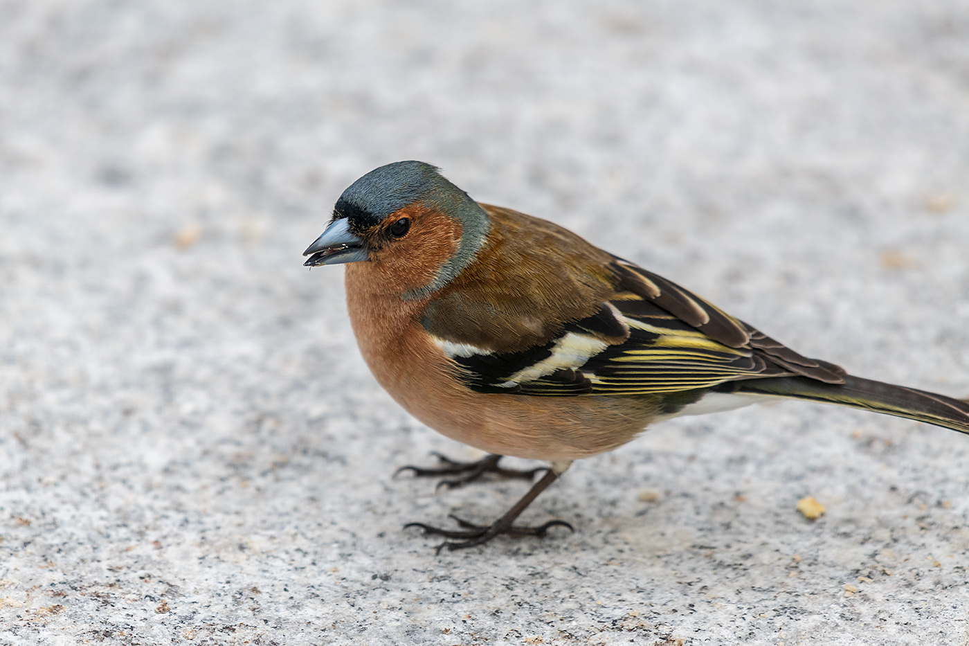 20190413_D850_0788NF.jpg