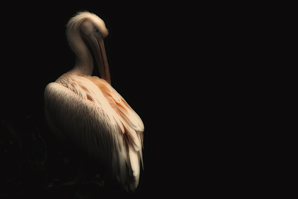 pelican.jpg