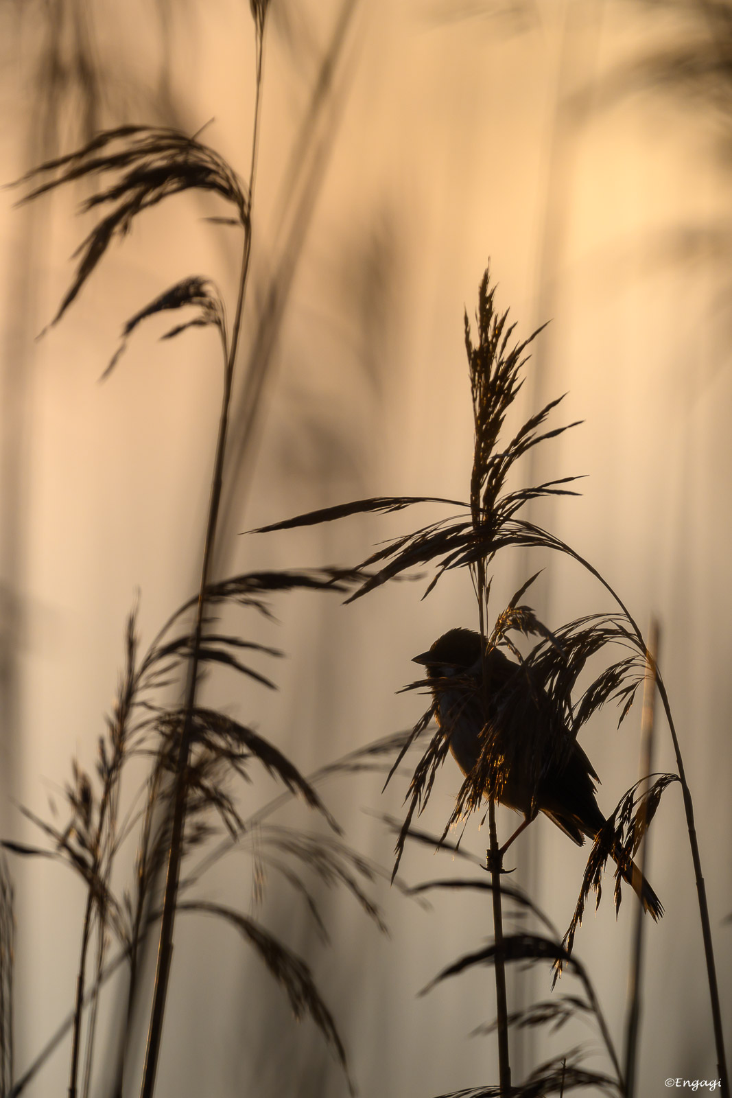 DSC_7851a.jpg
