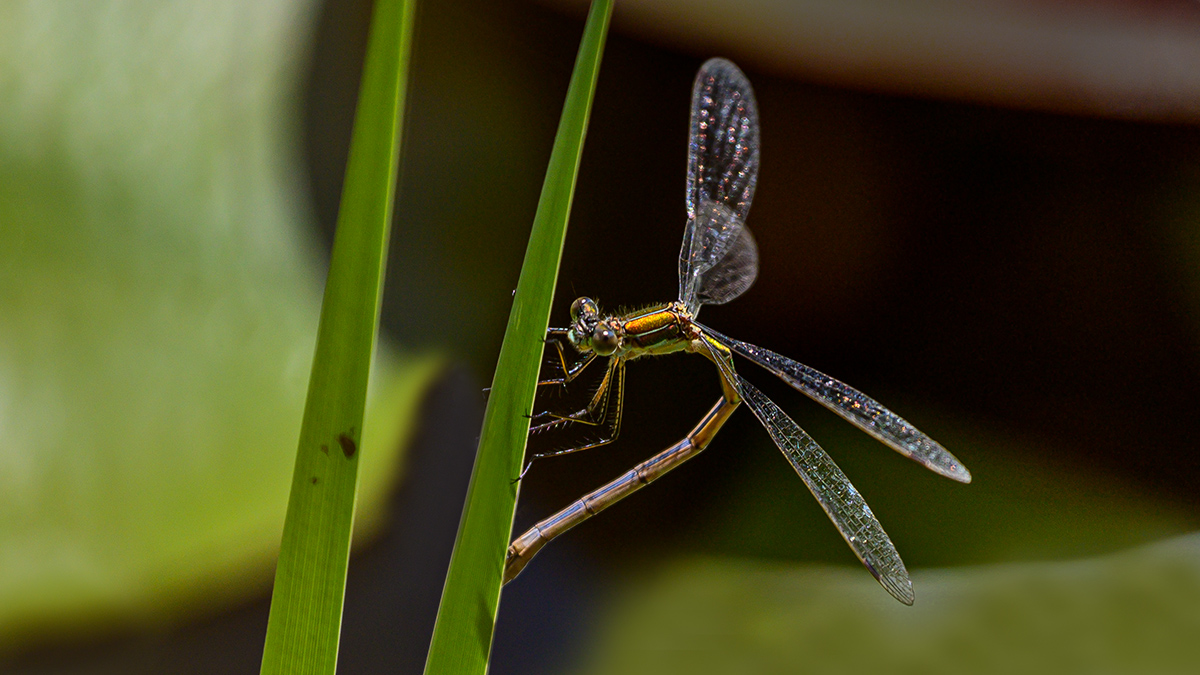 20190816_NZ6_0121wNF.jpg